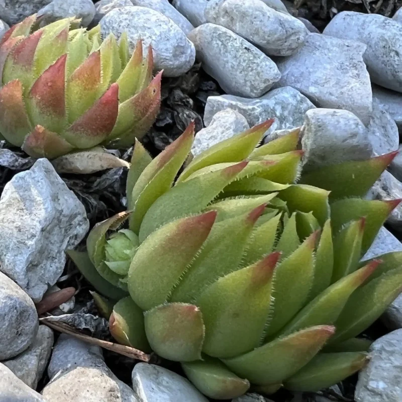 Jovibarba &lsquo;Autumn Fire&rsquo;