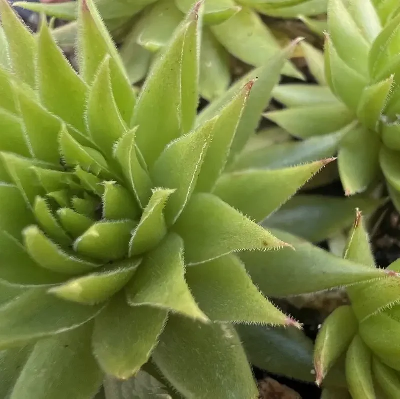 Jovibarba &lsquo;Autumn Fire&rsquo;