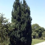 Juniperus chinensis var. sargentii