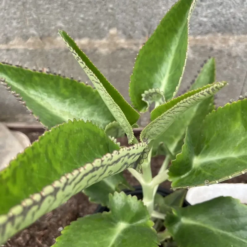 Kalanchoe daigremontiana