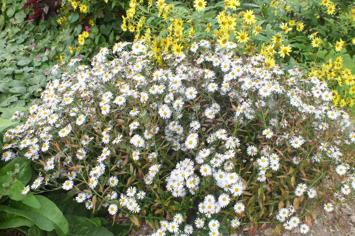 Kalimeris incisa 'Madiva