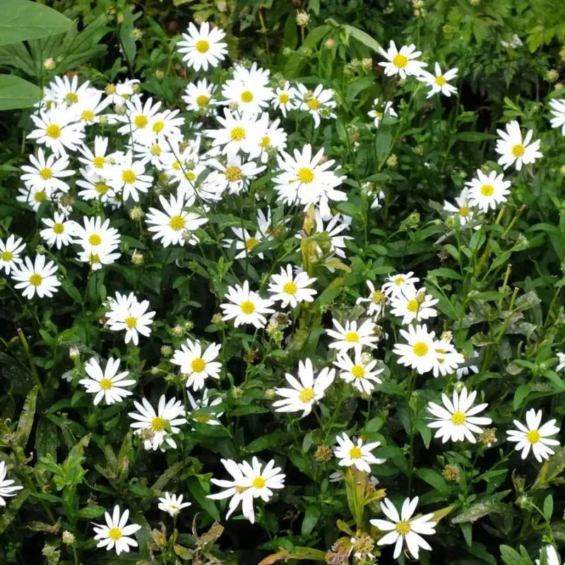 Kalimeris incisa &lsquo;Madiva&rsquo;