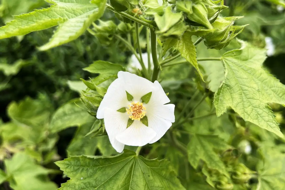 Kitaibelia vitifolia