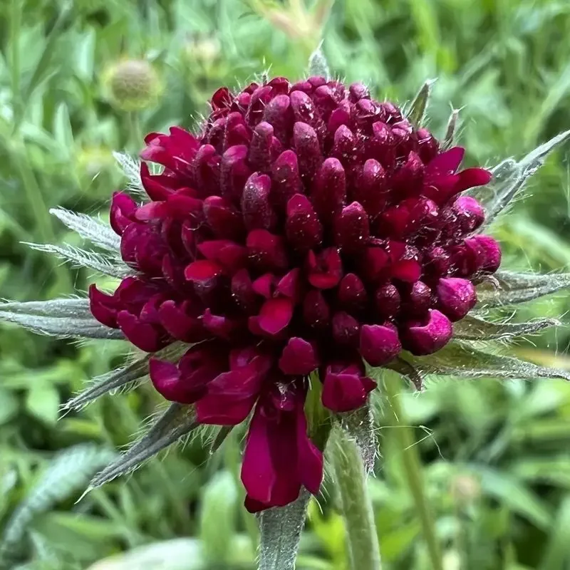 Knautia macedonica – Scabieuse de Macédoine