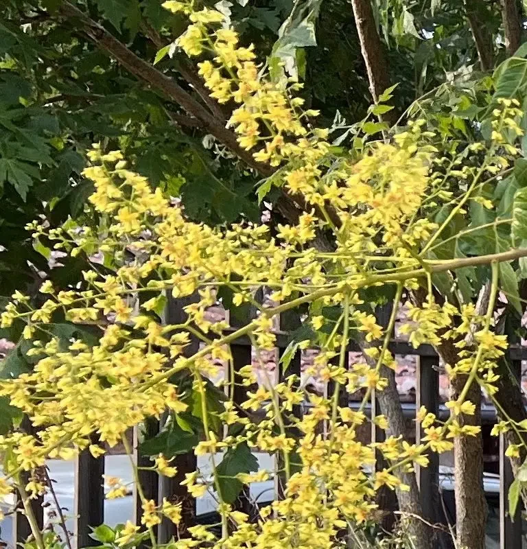 Koelreuteria paniculata – Savonnier