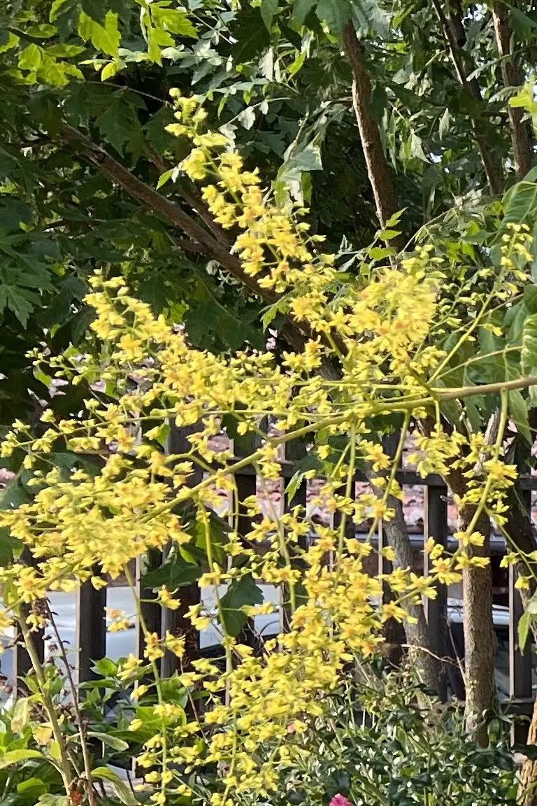 Koelreuteria paniculata