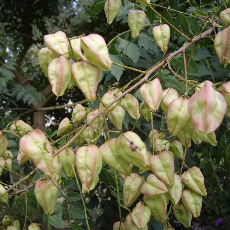 Koelreuteria paniculata – Savonnier