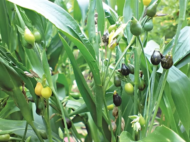 Larmes de job - Coix lacryma-jobi - Les Jardins du Gué
