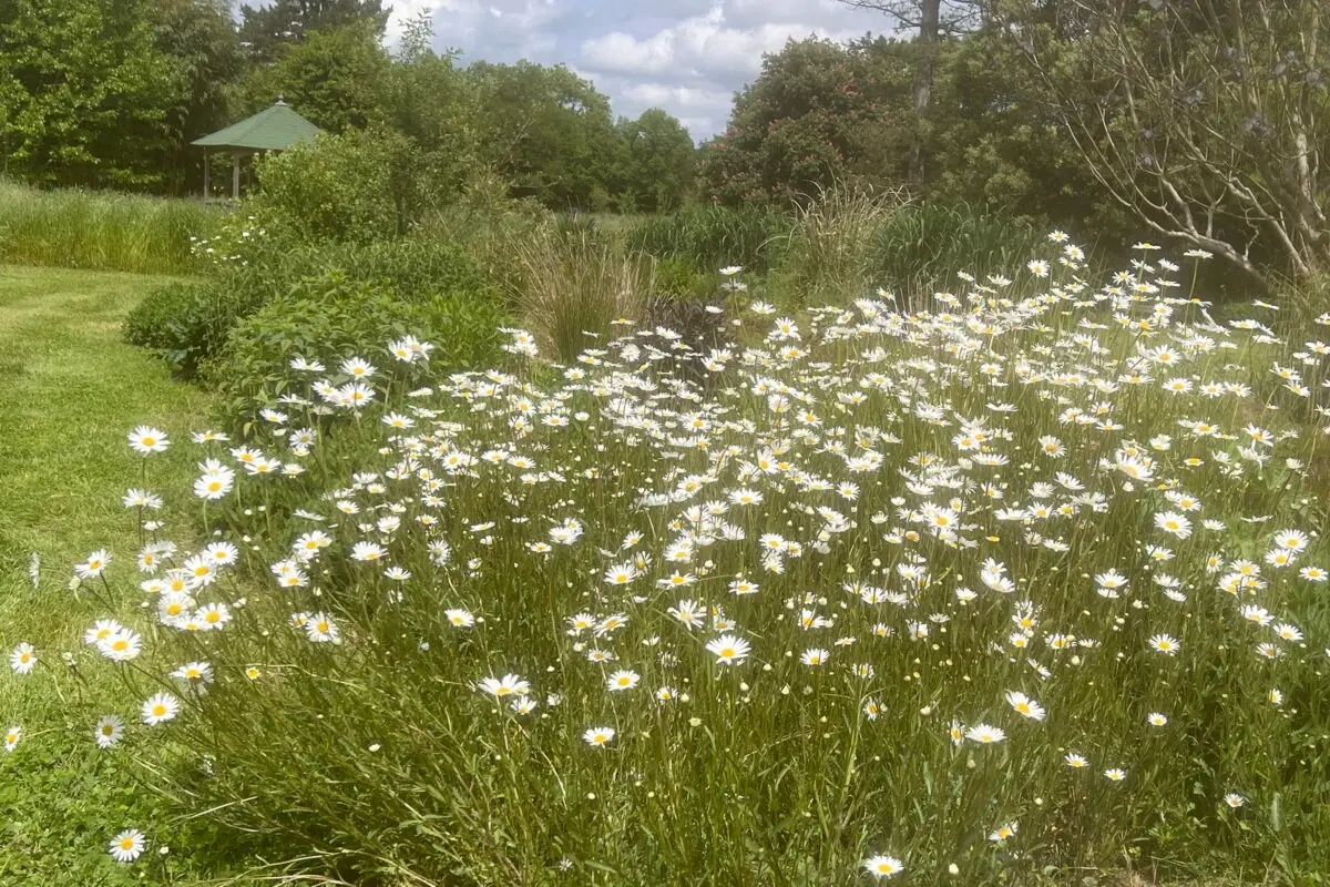 Leucanthemum 'Brightside'