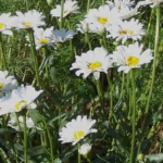 Leucanthemum &lsquo;Alaska&rsquo; – Grande marguerite &lsquo;Alaska&rsquo;