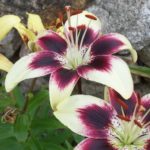 Lilium 'Netty's Pride'