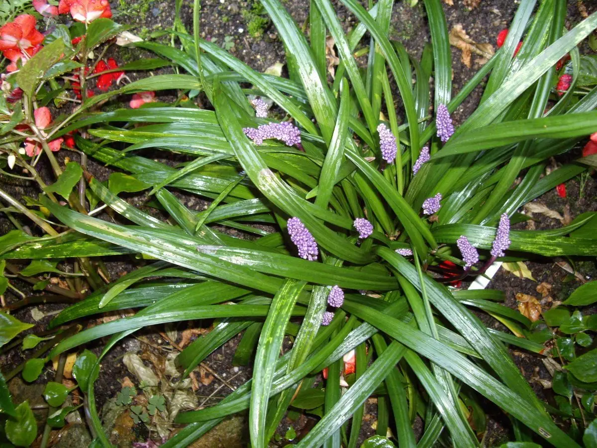 Liriope muscari 'Big Blue'
