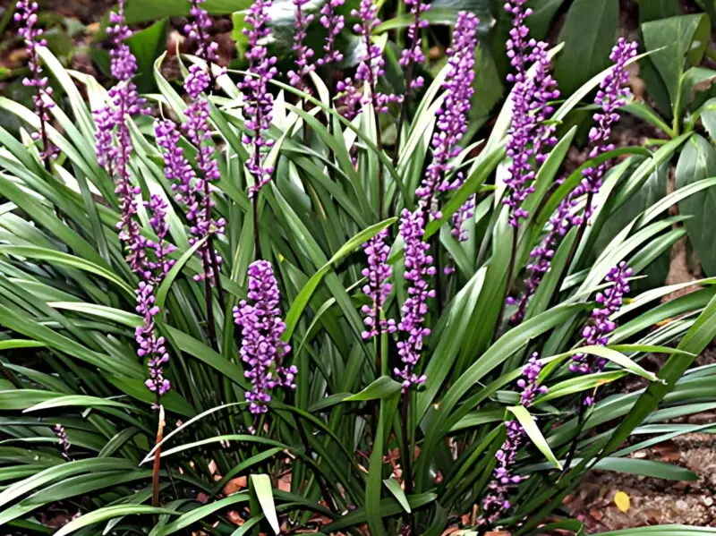 liriope-muscari-les-jardins-du-gu
