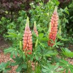 Lupinus 'Rote Flamme'