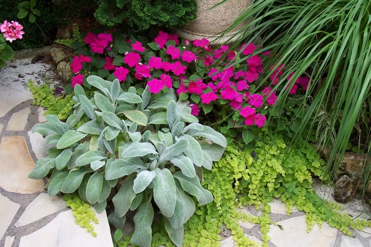 Lysimachia nummularia 'Goldilocks'