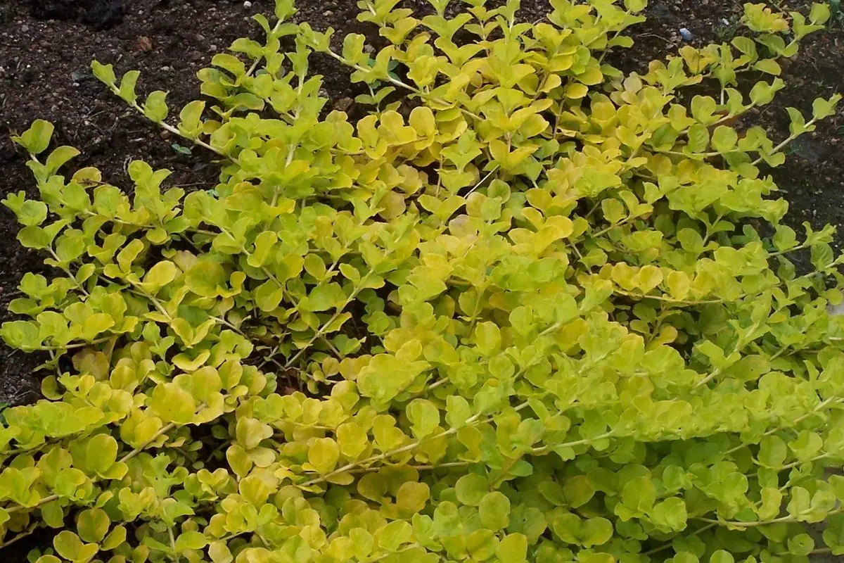 Lysimachia nummularia 'Goldilocks'