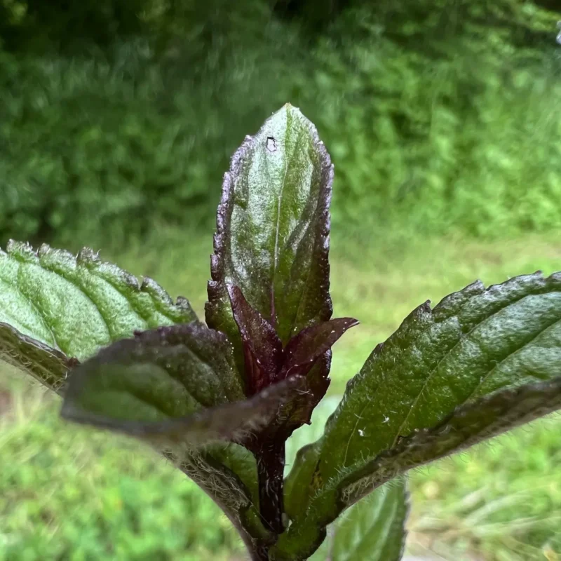 Menthe ‘Réglisse’