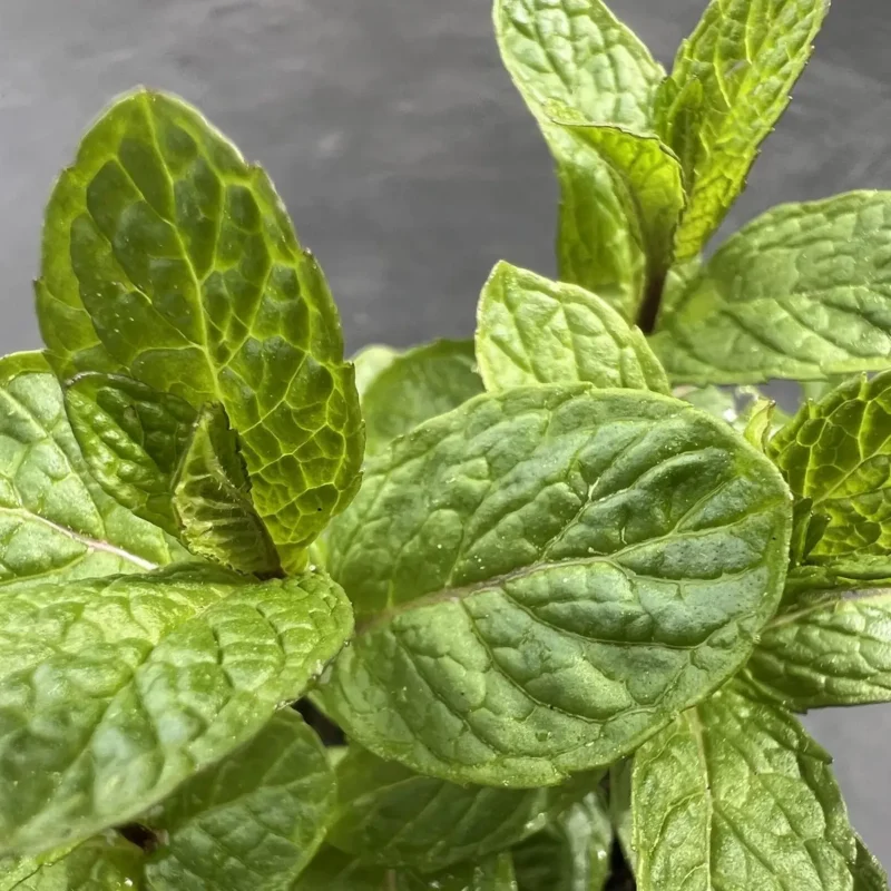 Menthe &lsquo;Mojito&rsquo;