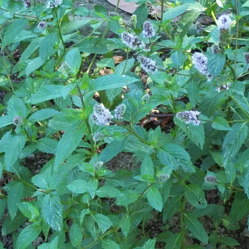 Menthe poivrée