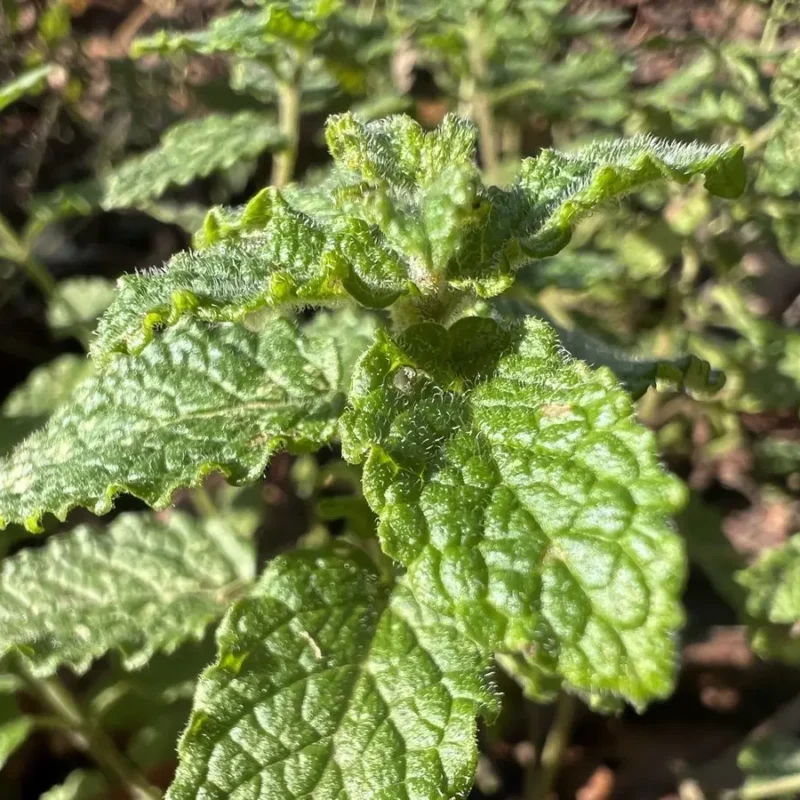 Menthe &lsquo;Fraise&rsquo;