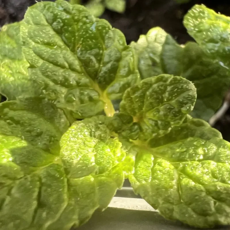 Menthe &lsquo;Fraise&rsquo;