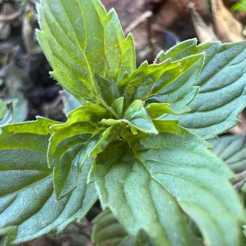 Menthe &lsquo;Gingembre&rsquo;