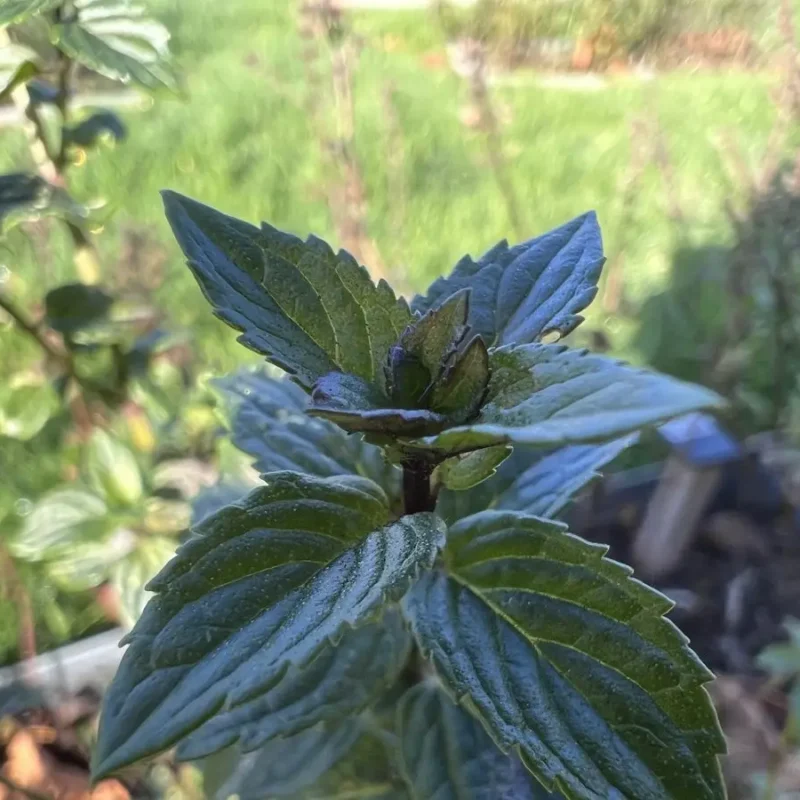 Menthe &lsquo;Mitcham&rsquo;