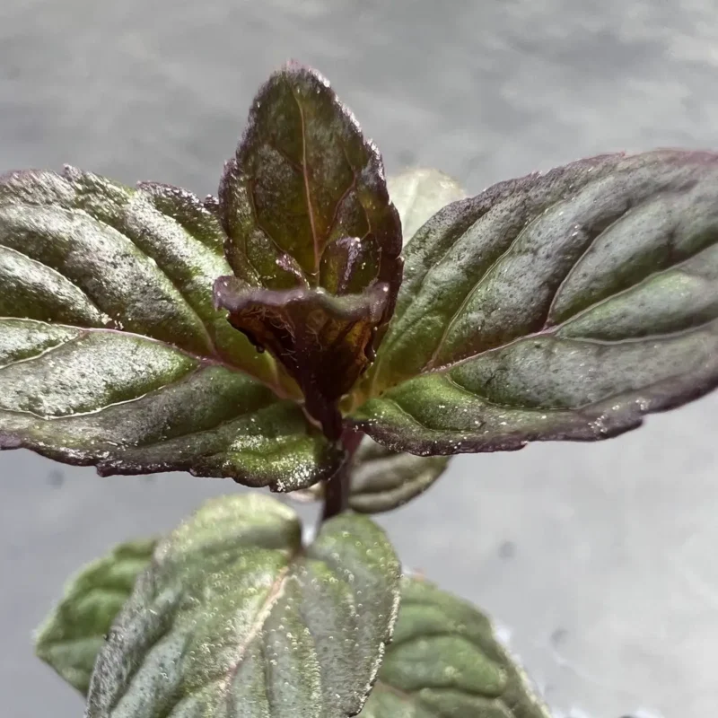 Menthe &lsquo;Mitcham&rsquo;