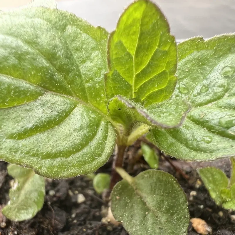 Menthe &lsquo;Bergamote&rsquo;