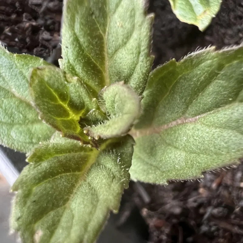 Menthe &lsquo;Ricqlès&rsquo;