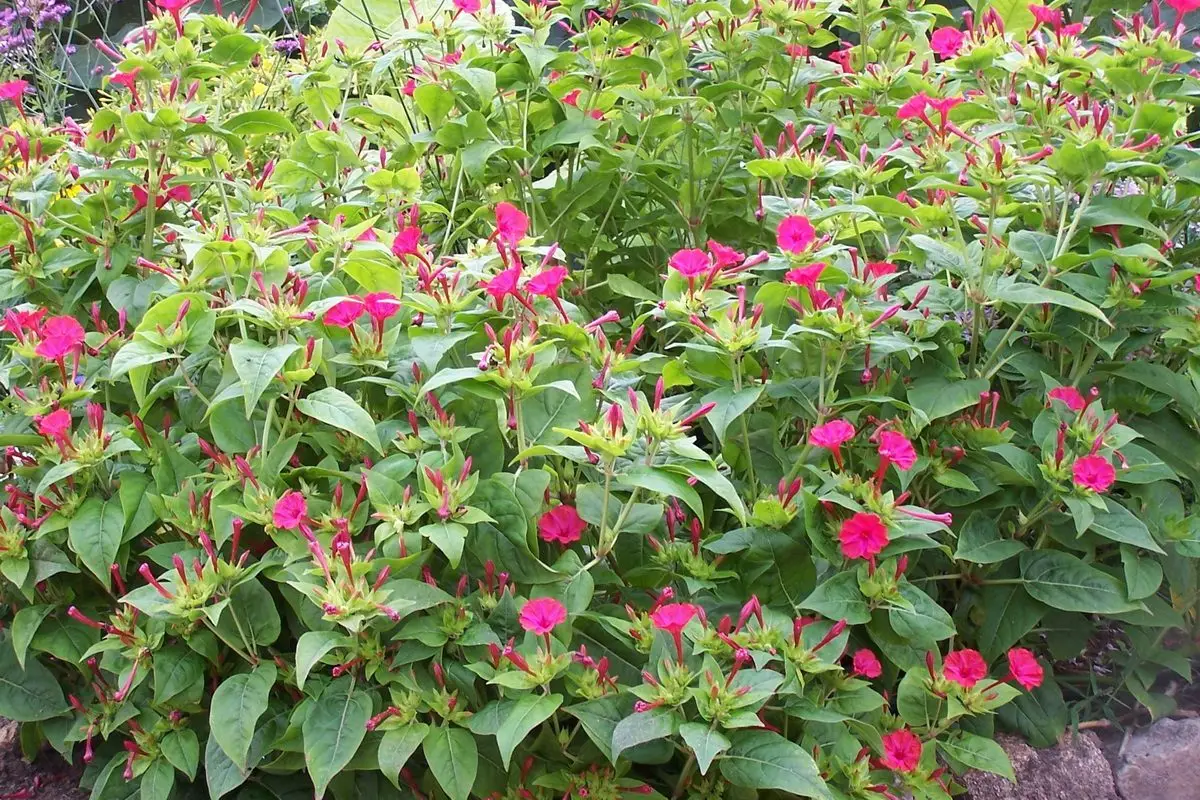 Mirabilis jalapa
