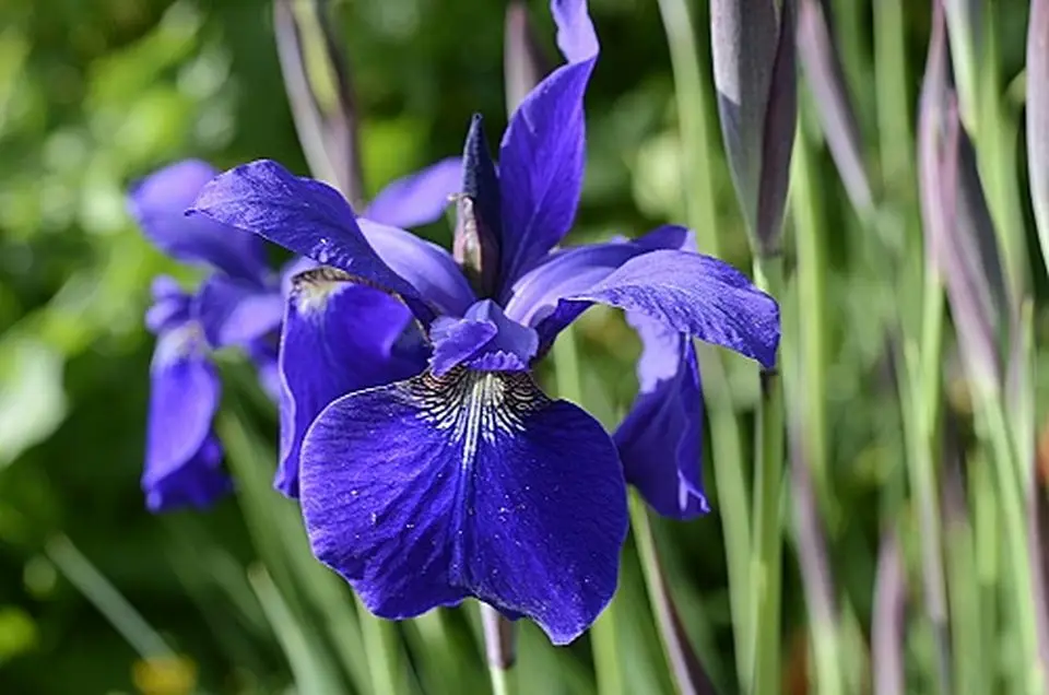 Iris 'My Love'