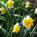 Narcissus 'Orangerie'