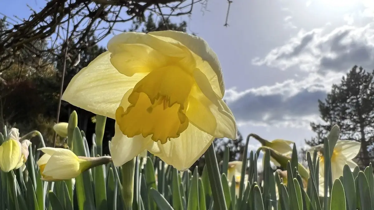Narcissus 'Salomé'