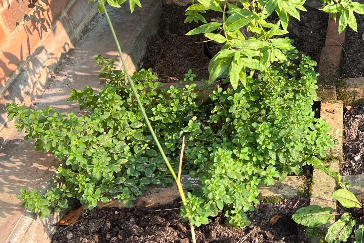 Origanum vulgare 'Compactum'