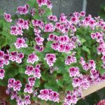 Pelargonium 'Pac Randy'