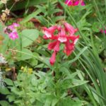 Penstemon 'Phoenix Red'