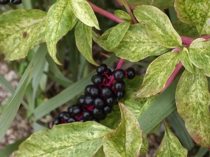 Phytolacca americana