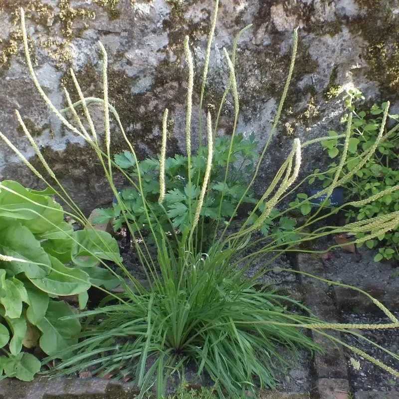 Plantago coronopus