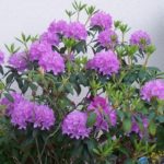 Rhododendron 'Alpenroos'