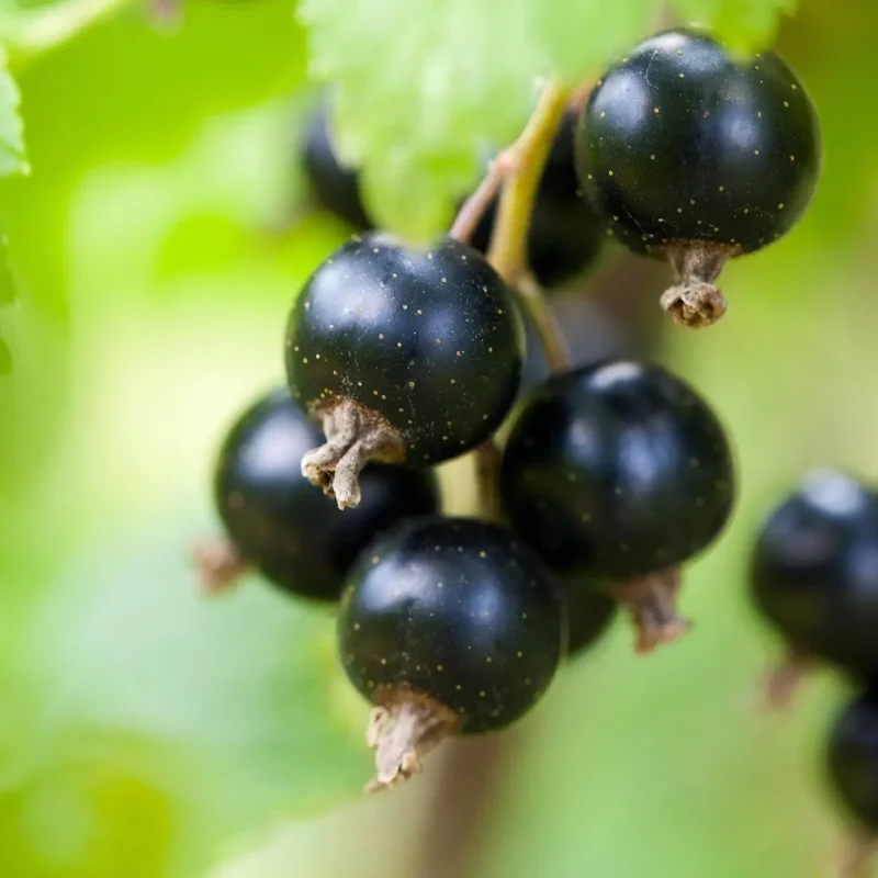 Ribes nigrum &lsquo;Géant de Boskoop&rsquo; – Cassis &lsquo;Géant de Boskoop&rsquo;