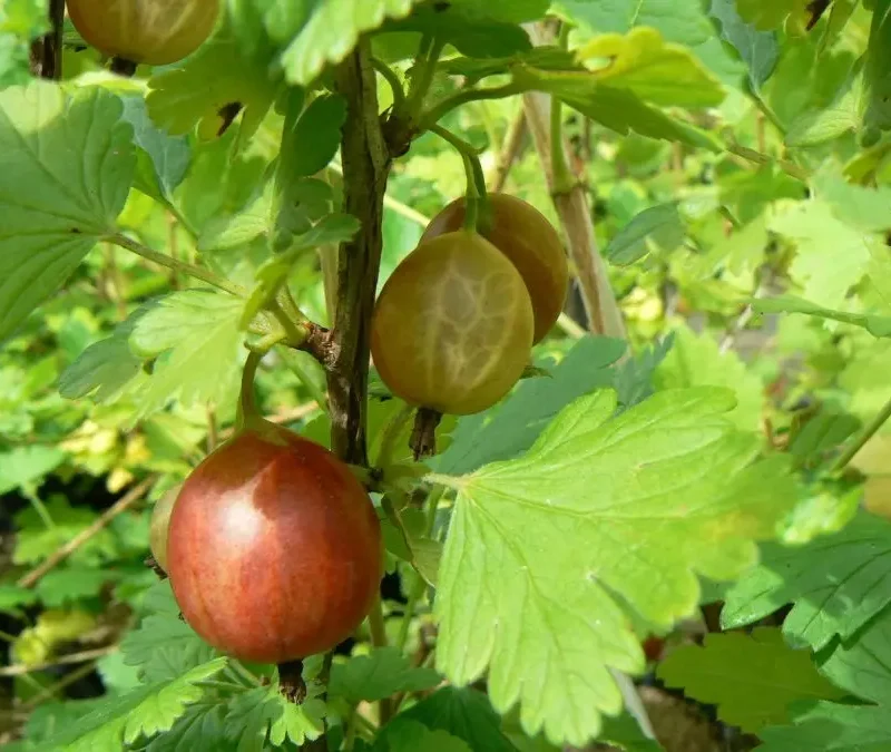 Ribes uva-crispa – Groseillier à maquereau