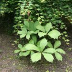 Rodgersia pinnata