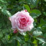 Rosa 'Domaine de Courson'
