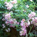Rosa 'Kew Rambler'