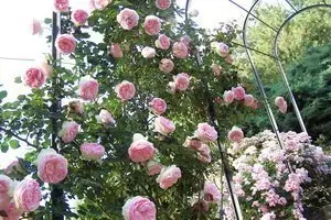 Rosier 'Pierre de Ronsard'