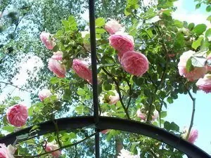 Rosier 'Pierre de Ronsard' sur la pergola