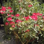 Rosa 'Red Cottage'