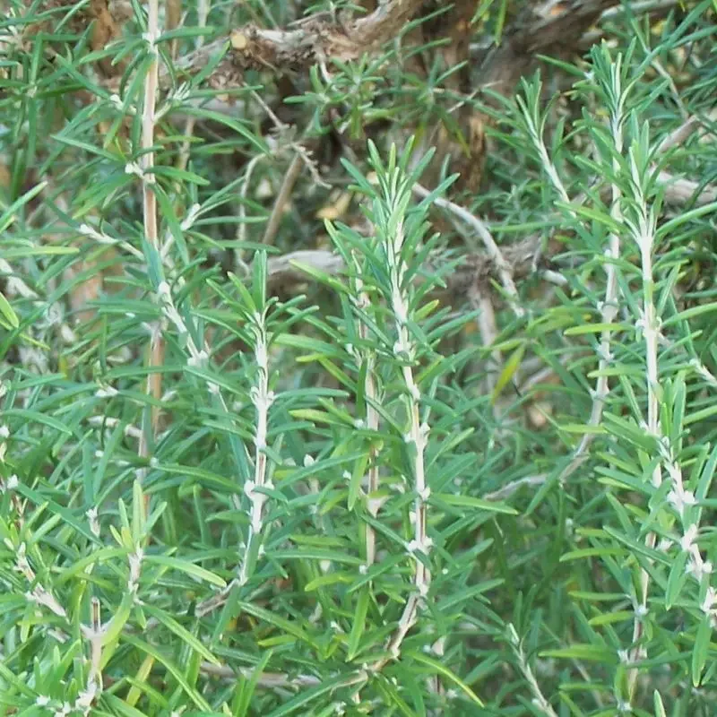 Rosmarinus officinalis – Romarin