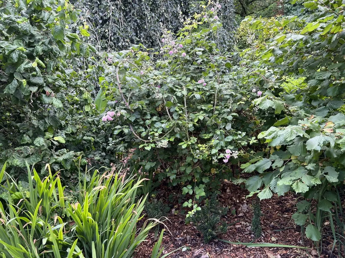 Rubus ulmifolius 'Bellidiflora'